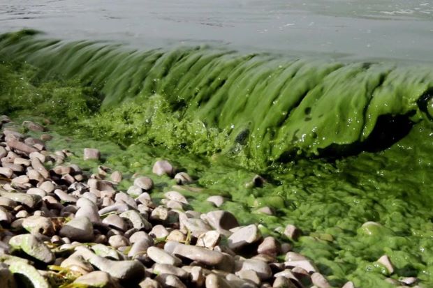The Issue of Toxic Algal Blooms 