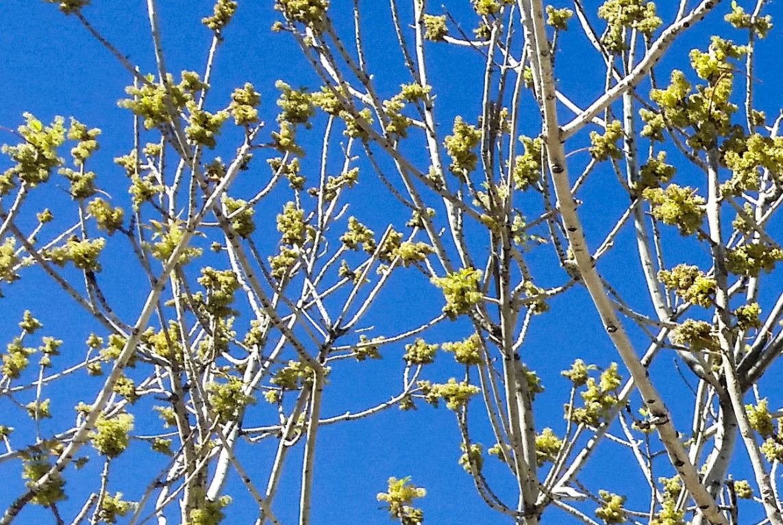 Climate Change Could Affect Your Allergies