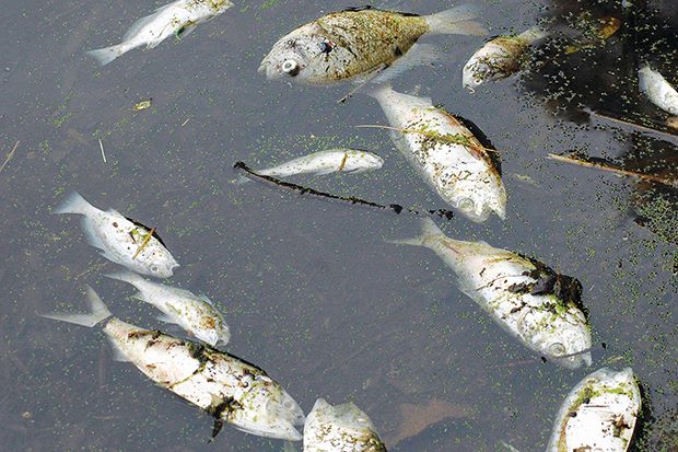 The Management of Nutrient Pollution