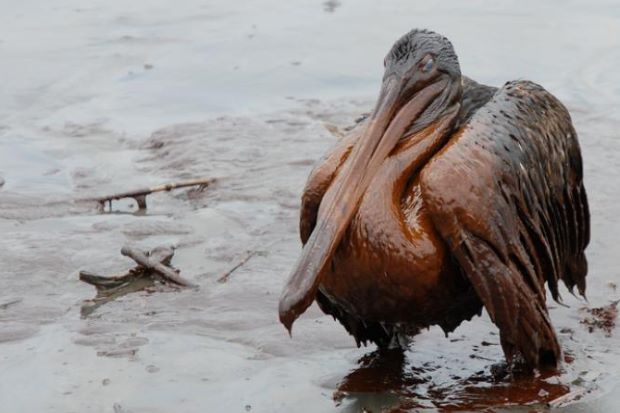 The Stages of an Oil Spill Disaster