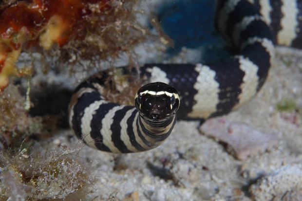  High Levels of Metal Concentrations in Water Pollutants Make Sea Snakes Darken their Stripes 