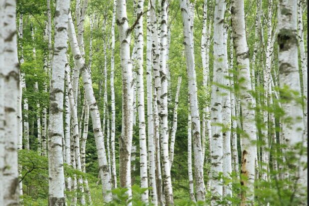 Methane pollution from tree trunks? New research says yes