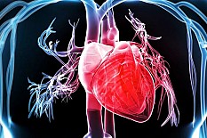 The Effects of Particulate Matter on the Cardiovascular System