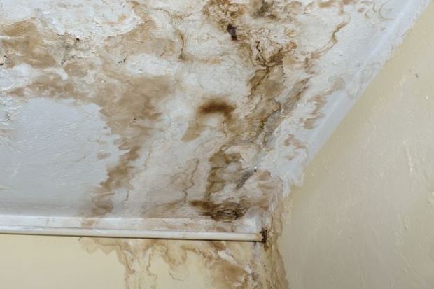 Understanding the Mold Inside the Home