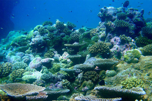 Ocean Acidification Greatly Affects Marine Ecosystem