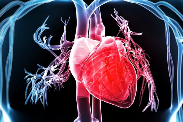 The Effects of Particulate Matter on the Cardiovascular System